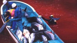 japanse vissers slachten 23.000 dolfijnen af